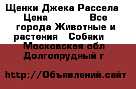 Щенки Джека Рассела › Цена ­ 10 000 - Все города Животные и растения » Собаки   . Московская обл.,Долгопрудный г.